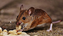 24 Hour & Emergency Exterminators in Kirkersville, OH